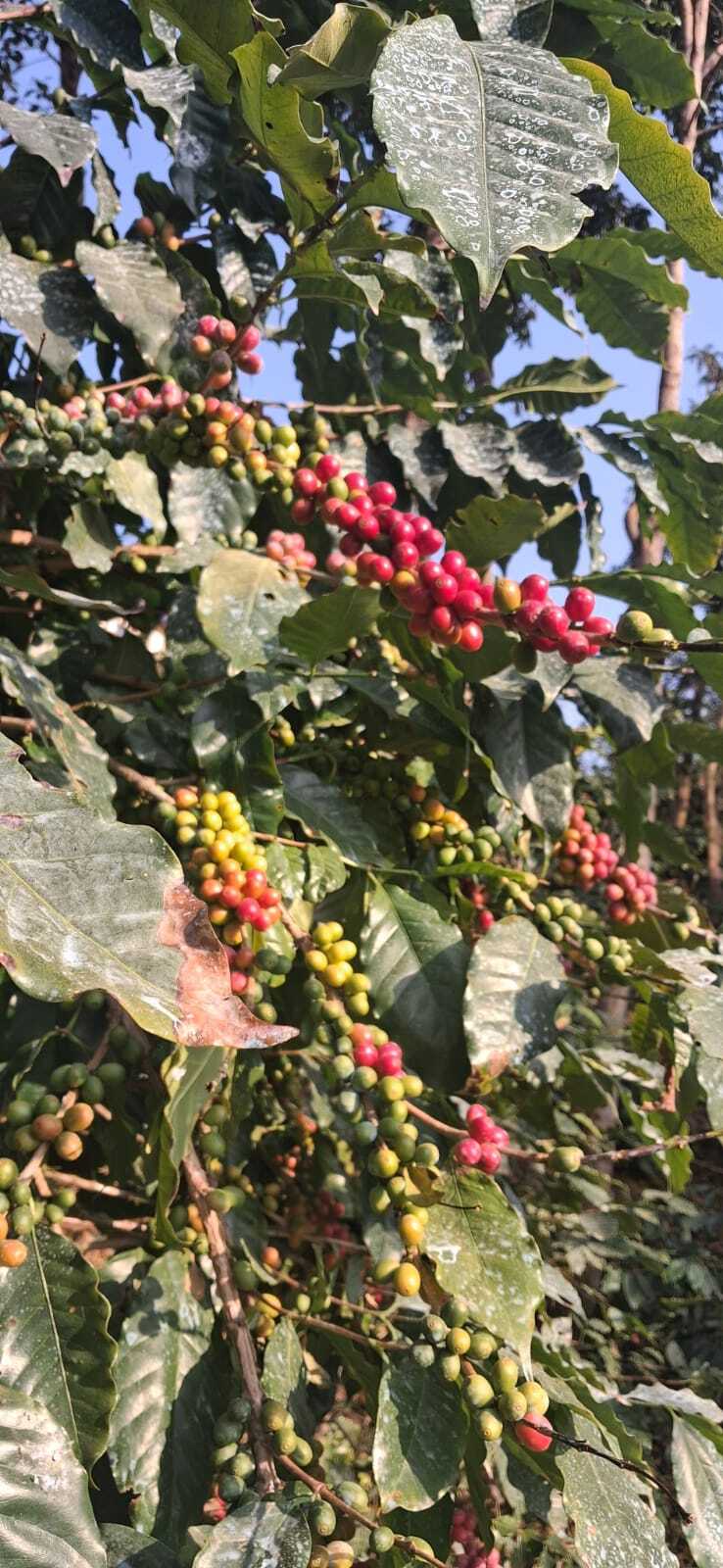 Coffee Plants